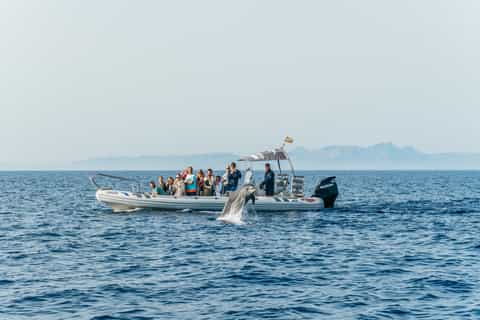 Alcudia: Dolphin Watching & Sunrise Coast Cruise with Guide