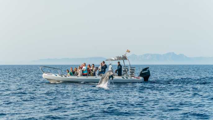 Alcudia: avistamiento de delfines y crucero por la costa al amanecer con guía