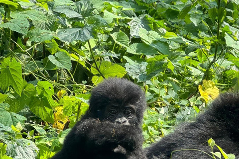 1 giorno di trekking con i gorilla e il centro di ricerca di Karisoke, Volcanoes NP