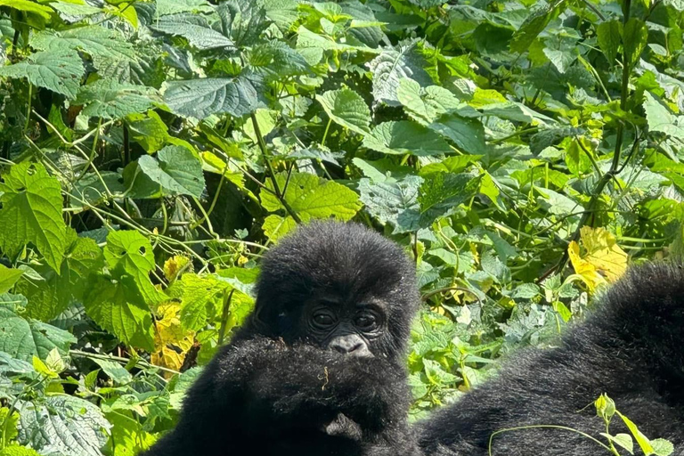 1 dia de Gorilla Trek &amp; Karisoke Research Center, Volcanoes NP