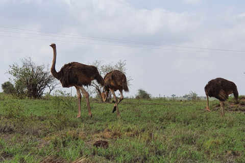 Mombasa: 3-tägige Safari im Tsavo Ost- und West-Nationalpark