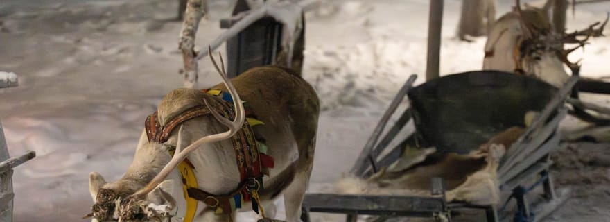 Saariselkä : promenade en traîneau à rennes, collations et boisson chaude