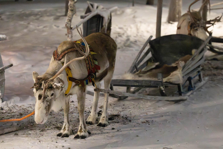 Saariselkä : Reindeer Sleigh Ride with Snacks & Hot Drink