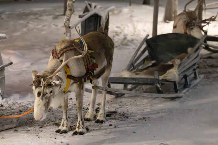 Saariselkä: Rentierschlittenfahrt mit Snacks und Heißgetränk. Foto: GetYourGuide Saariselkä: Rentierschlittenfahrt mit Snacks und Heißgetränk. Foto: GetYourGuide