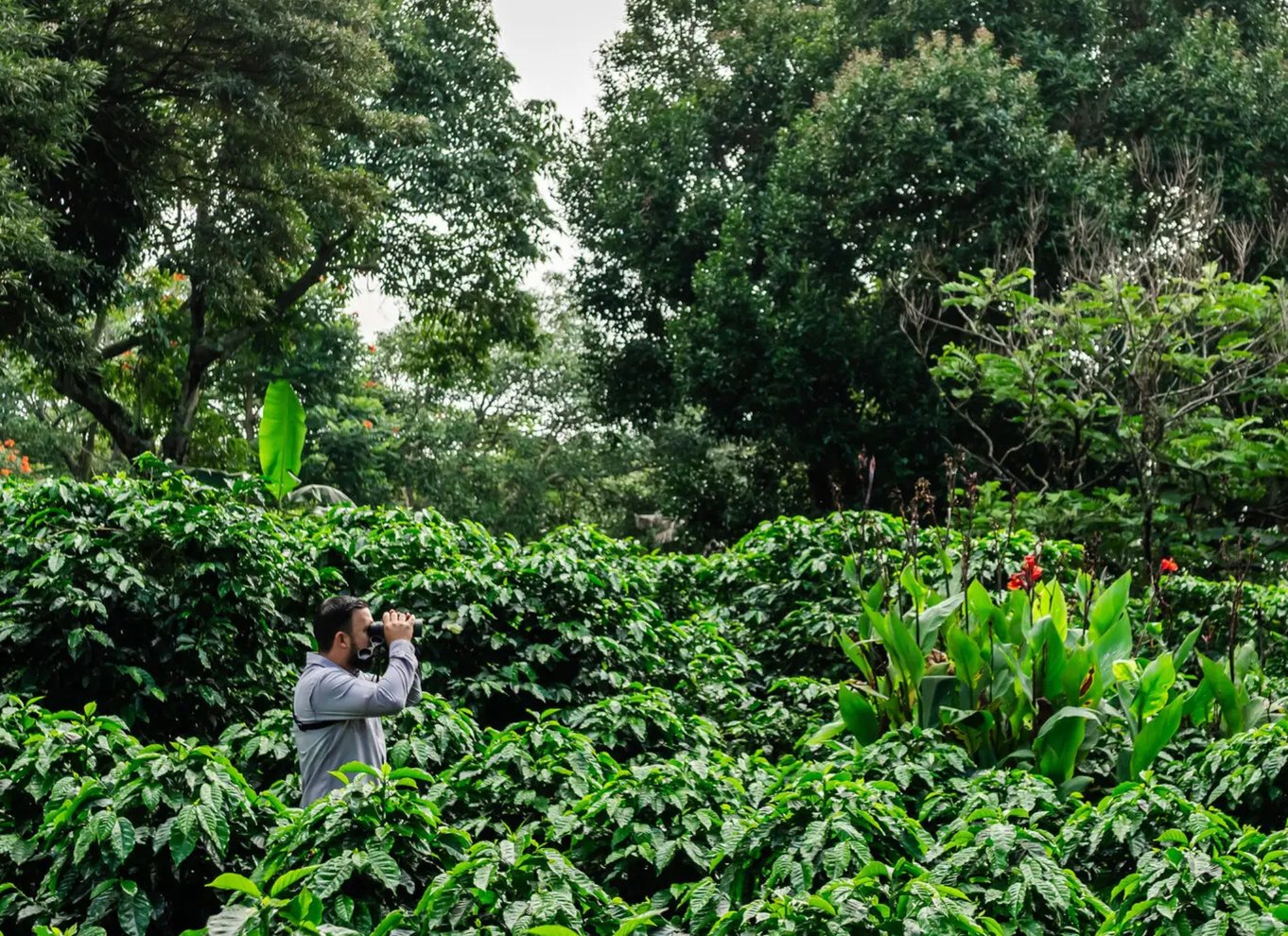 Alajuela: Guidet tur til kaffeplantage med smagning