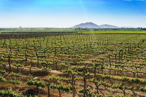 ICA | TOUR DE PISCO Y VINO CON VIAJE AL DESIERTO