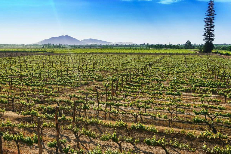 ICA | TOUR DEL PISCO E DEL VINO CON ESCURSIONE NEL DESERTO