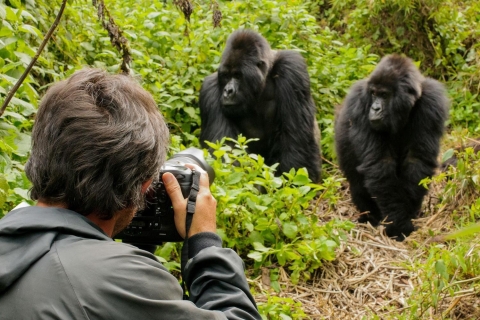 Safari de 4 días para hacer senderismo entre gorilas en Uganda