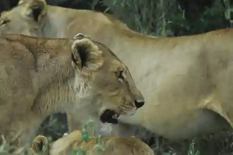 Tanzânia : Safari de 3 dias com o Lago Manyara e Ngorongoro