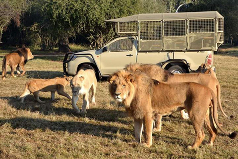 Parc des lions et safari : Safari en véhicule ouvert