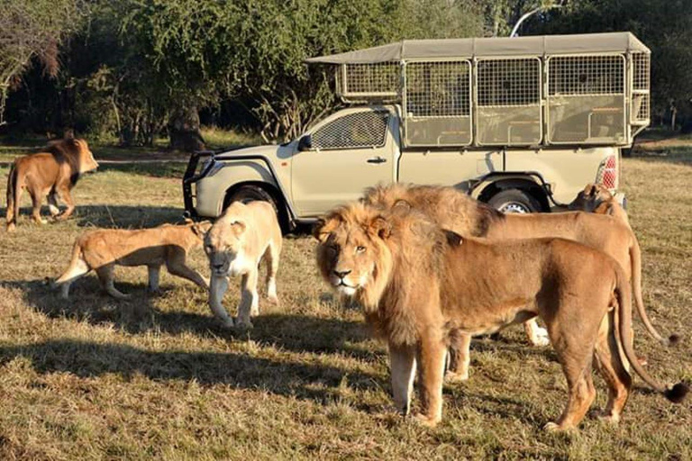 Leeuwen- en Safaripark: Open voertuig game drive