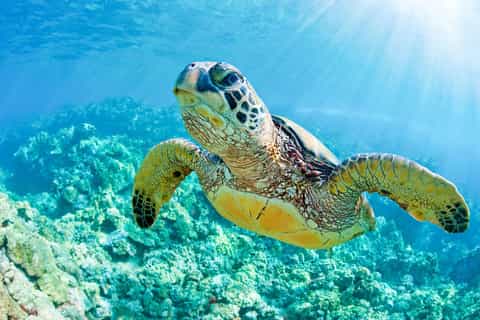 Maui: Molokini and Turtle Town Snorkel with Deli Lunch
