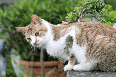 From Taipei: Yehliu, Shifen, Houtong & Jiufen One Day Tour