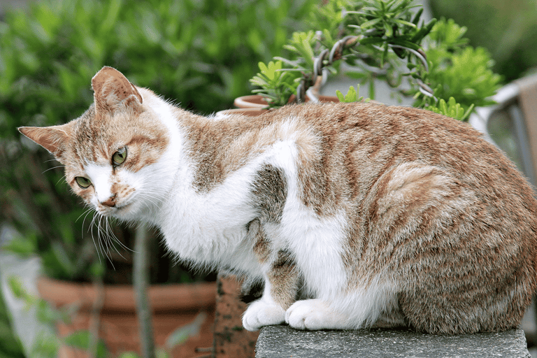 From Taipei: Yehliu, Shifen, Houtong & Jiufen One Day Tour