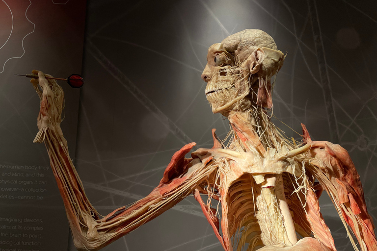 Las Vegas: REAL BODIES at Horseshoe Las Vegas Entry Ticket REAL BODIES Entry Ticket - Peak 7$ OFF