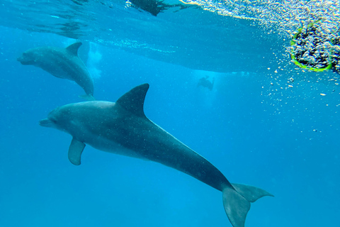 Mnemba: Afrikanska Maldiverna dagstur med lunchNungwi: Afrikanska Maldiverna dagstur med lunch