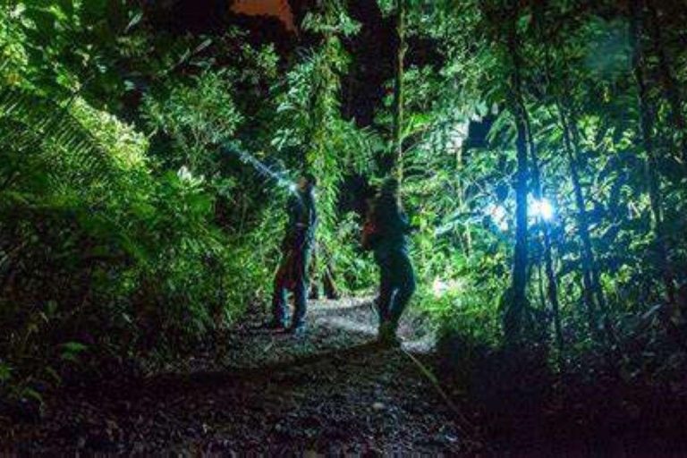 Night hiking through the Amazon rainforest
