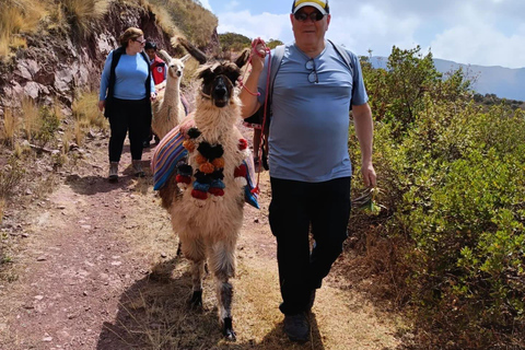 The Llama Hiking & History Experience in Racchi Ayllo