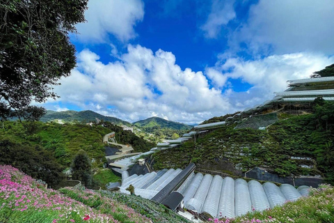 From Penang: Cameron Highlands Refreshing Private Day Tour