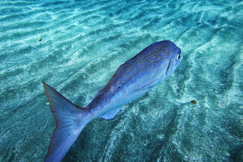 Tenerife: Privé Duiken - Gecertificeerd Instructeur &amp; Foto&#039;s