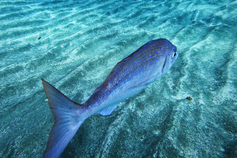 Tenerife: Privé Duiken - Gecertificeerd Instructeur &amp; Foto&#039;s