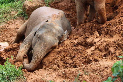 Krabi: Etyczne doświadczenie w sanktuarium słoniKrabi: Etyczne doświadczenie słonia