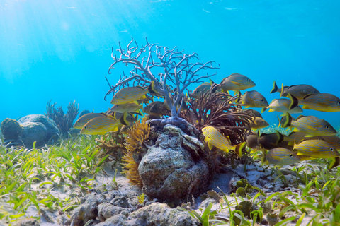 From Cancun: Puerto Morelos Snorkeling Adventure with Snacks