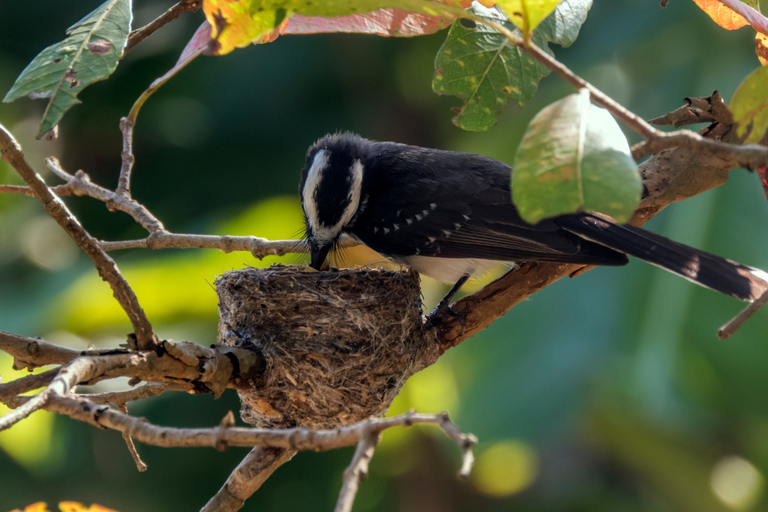 From Kandy: 4-Day Sri Lanka Hill Country Tour with Udawalawe