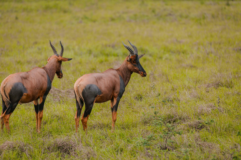 Rwanda: Safari w Parku Narodowym AkageraRwanda: safari, trekking z gorylami i szympansami