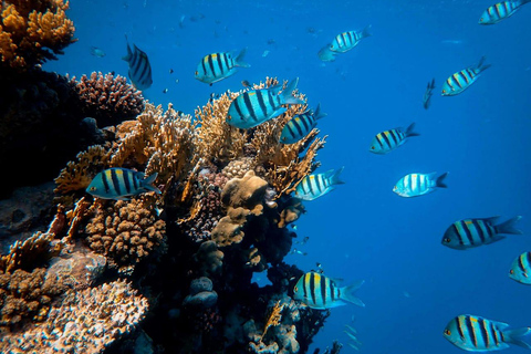 Mombasa: Marine Park Glass Bottom Boat Tour with Snorkeling