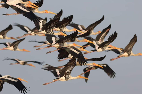 Siem Reap Nature & Cultural Safari Cycling Adventure