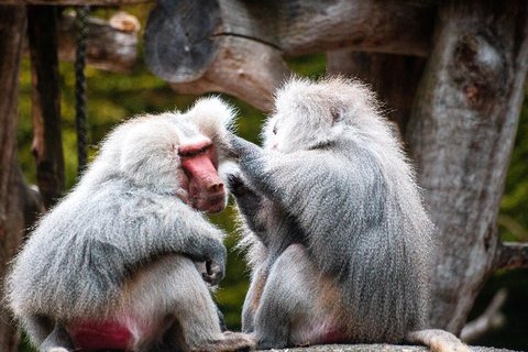 Nagano Tokyo: Snow Monkey Private Day Tour Hotel Pick & Drop Snow Monkey Private Day Tour Hotel Pick & Drop Off In Crown