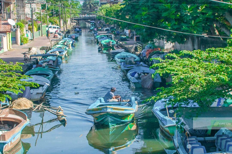 Stadsrondleiding in Negombo: Vismarkt en Nederlandse Boottocht