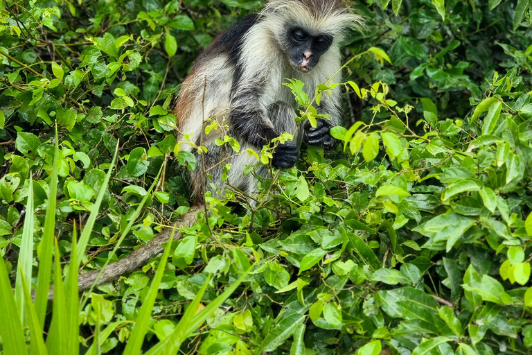 Zanzibar: Jozani Forest National Park Guided Tour Two persons