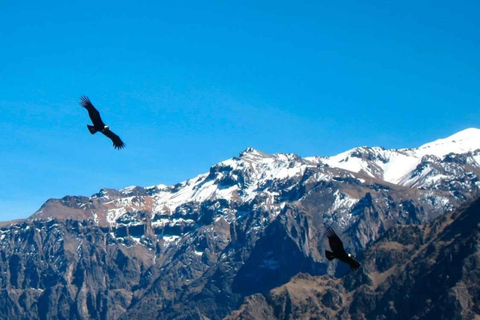 1 dagsutflykt till Colca Canyon +Transfer till Puno med måltider