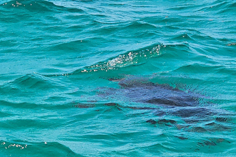 5 ilhas Passeio de barco, Snorkeling, Almoço de churrasco na praia