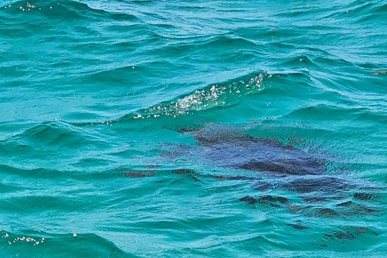 5 ilhas Passeio de barco, Snorkeling, Almoço de churrasco na praia