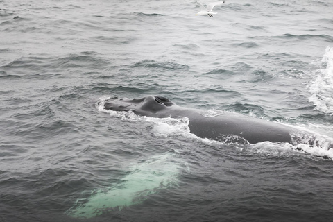 Whale Watching from Akureyri - Small Group Tour (Hjalteyri)