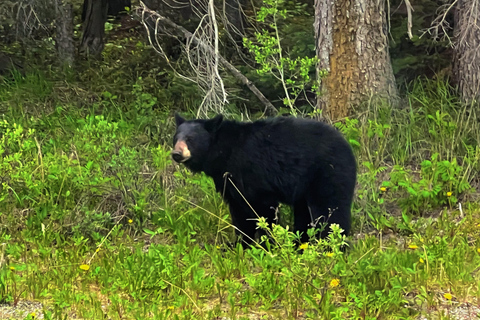 Private Day Tour - Lake Moraine,Louise,Peyto+Johnston Canyon private mini bus 14