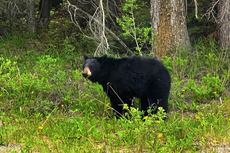 Private Day Tour - Lake Moraine,Louise,Peyto+Johnston Canyon private mini bus 14