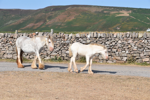 Cardiff: Private Day Trip to Mumbles and Gower Peninsula