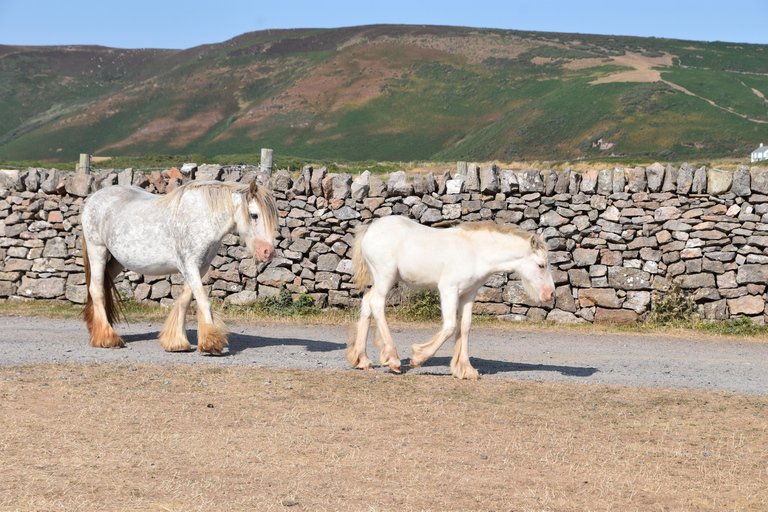 Cardiff: Private Day Trip to Mumbles and Gower Peninsula