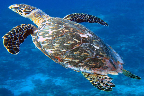 Colombo: Fuerte de Galle, Río Madu y Tortugas Tour privado de un día