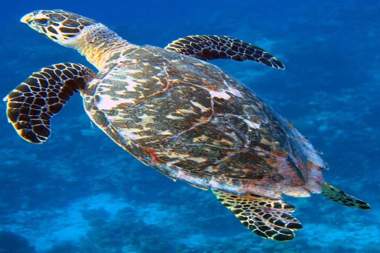 Colombo: Fuerte de Galle, Río Madu y Tortugas Tour privado de un día