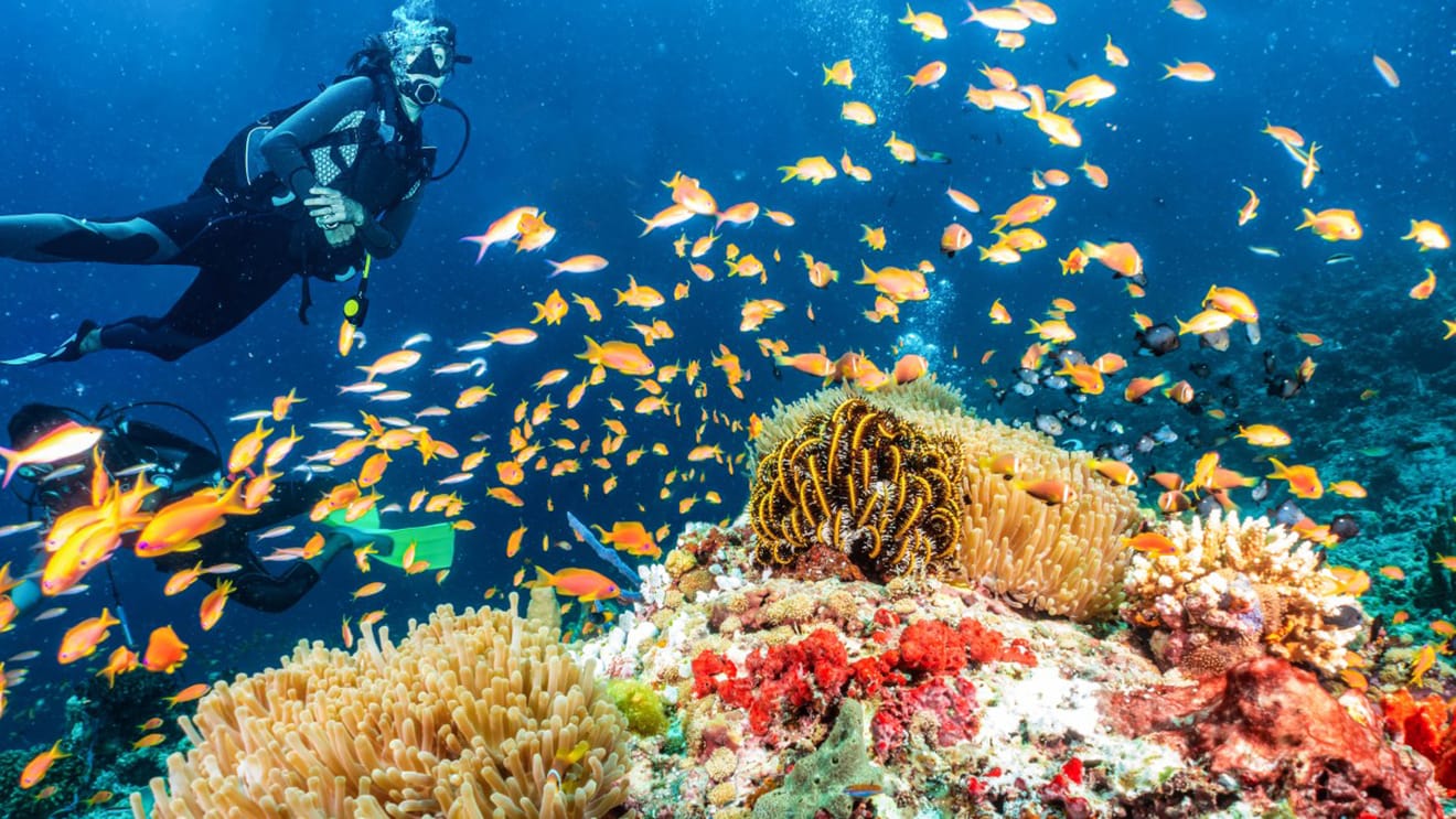 Seite: Scuba Diving Tour Reise in die Tiefen des Blaus