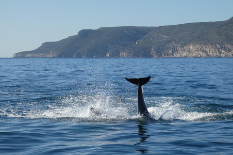 Delfinbeobachtung im Arrábida Naturpark