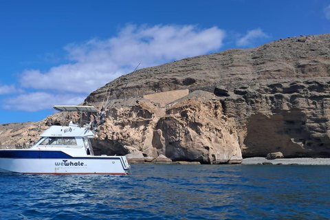 Sunset Dolphin Watching Tour on Hybrid Boat in Small Group