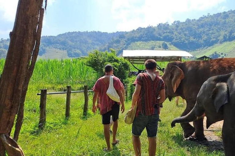 Chiang Mai: Santuario degli elefanti Custodi locali della tribù delle colline