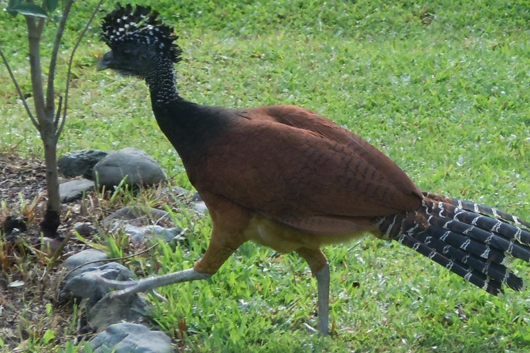 La Gamba: Nationalpark Piedras Blancas