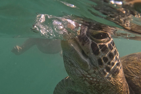 Mirissa, Sri Lanka: Guided Eco Turtle Snorkel & GoPro Videos